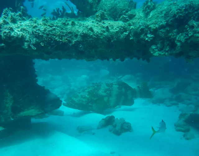 Large fish rests on sandy ocean floor beneath a submerged, coral-covered structure, surrounded by rocks and a smaller yellow fish.