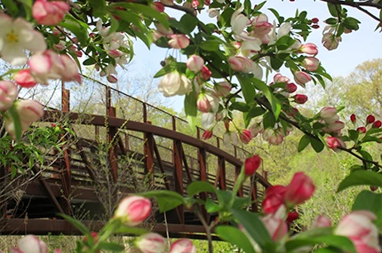 A metal footbridge is partially visible through tree branches with pink and white blossoms, set against a backdrop of greenery and blue sky.