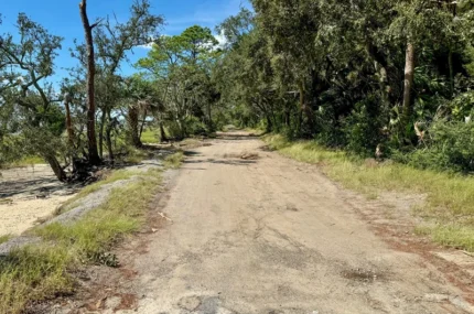 A narrow, cracked dirt road runs through a wooded area with trees and grass under a blue sky.
